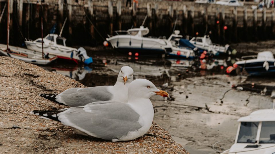 Érdekességek és kultúra Guernsey-ről – guernsey