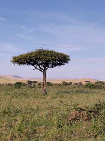 eSim-kenya