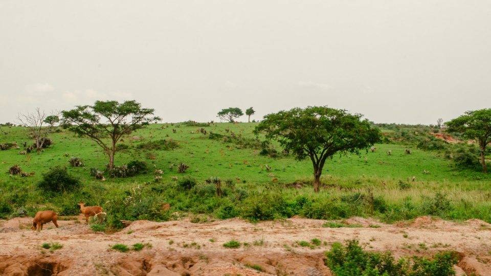 Bevezetés – uganda